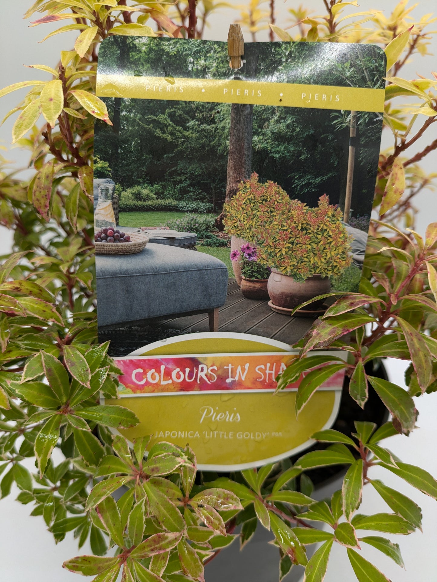 5L XL Pieris Little Goldy