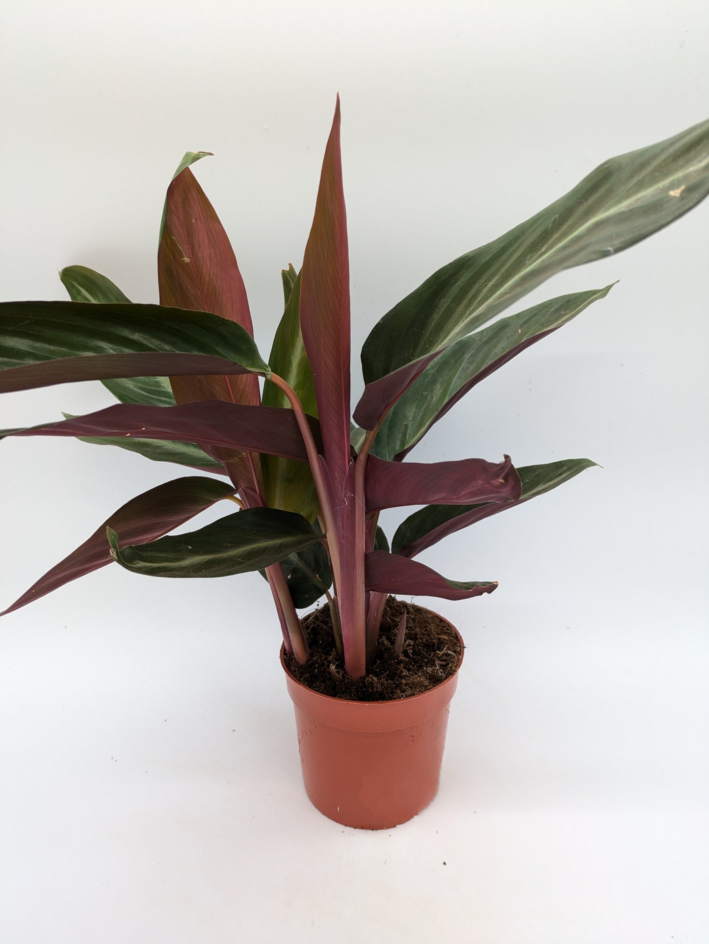 Stromanthe Sanguinea | 12 cm Pot