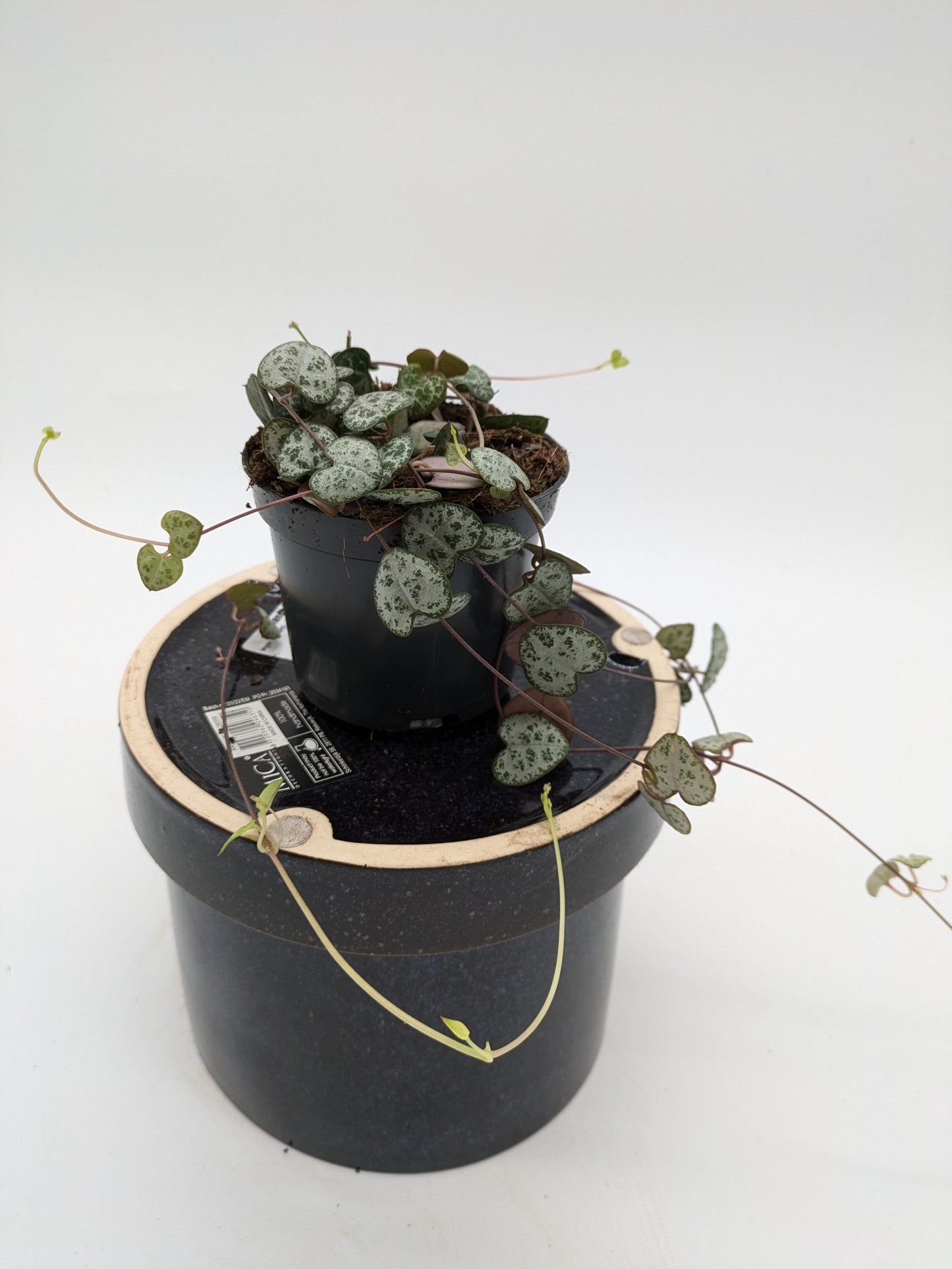 Ceropegia | String Of Hearts |