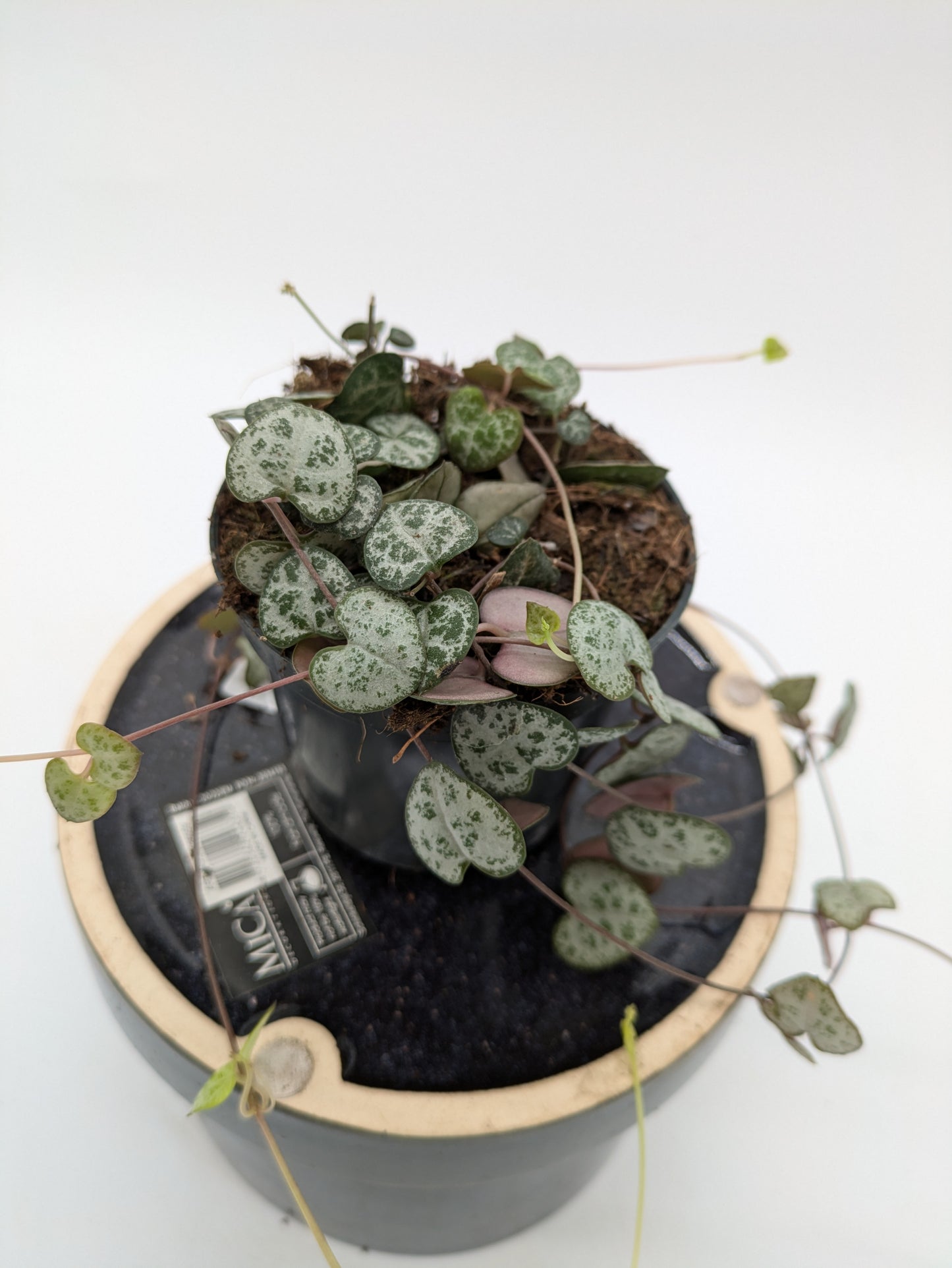 Ceropegia | String Of Hearts |