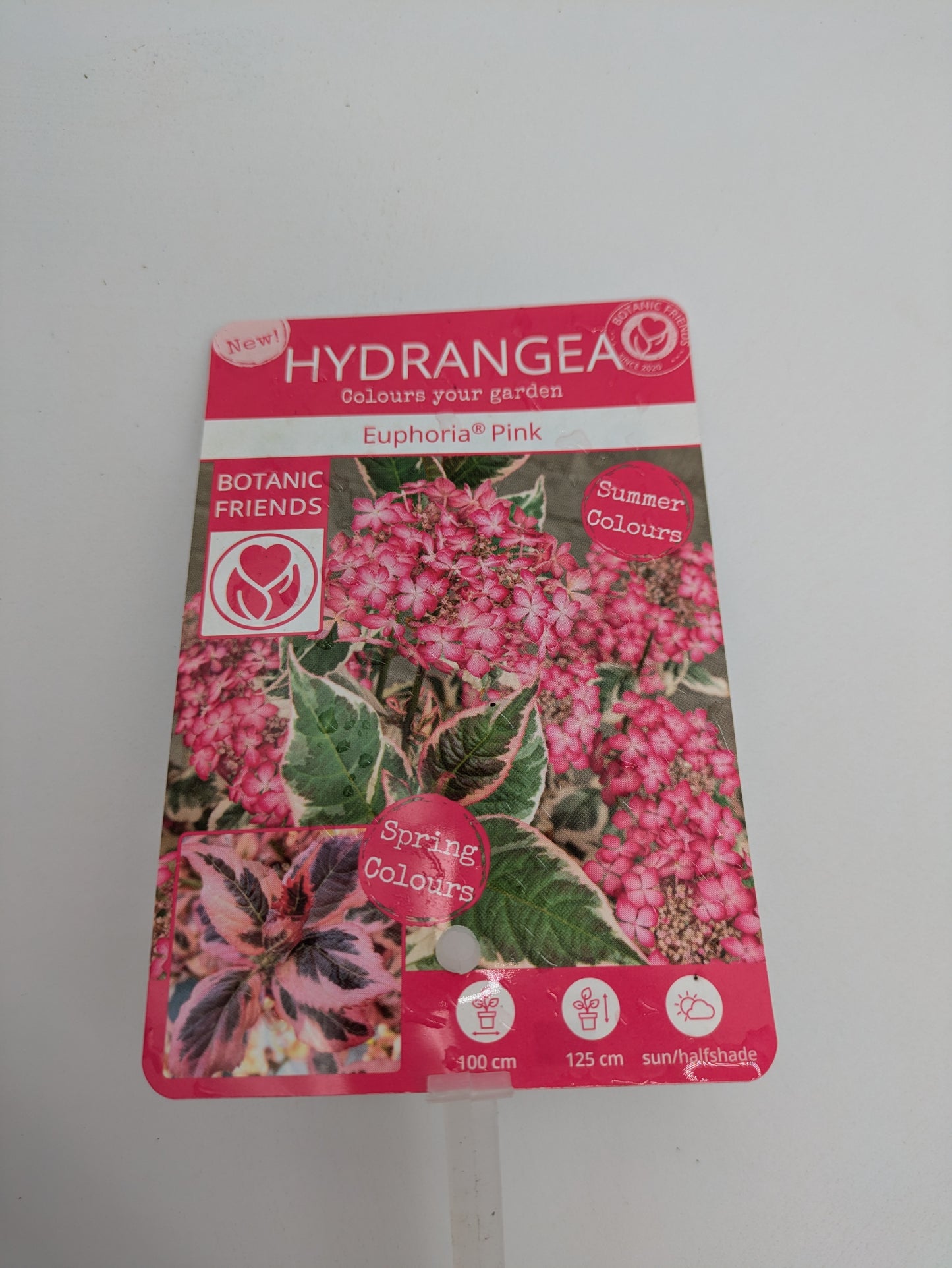 3 L Hydrangea Euphoria Pink