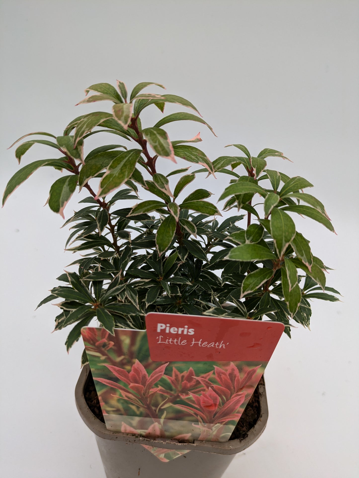 Pieris Little Heath | 11 cm Pot