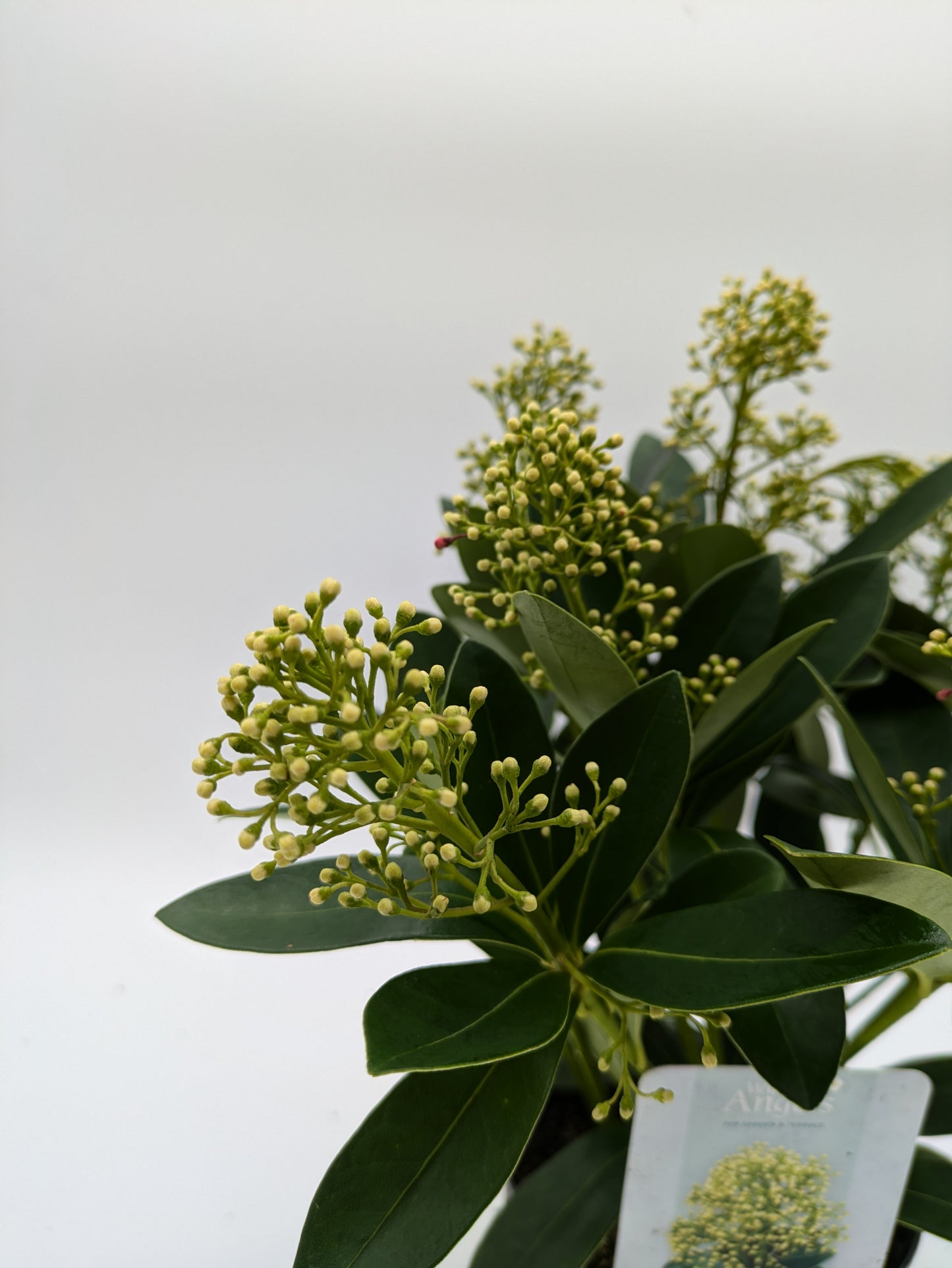Skimmia Golden Globe | 2 L Pot