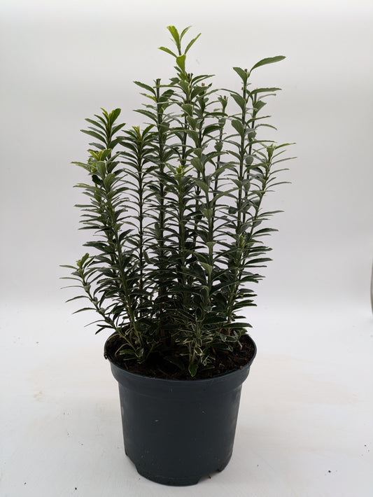 Euonymus Japonicus Albovariegatus | 2 L Pot