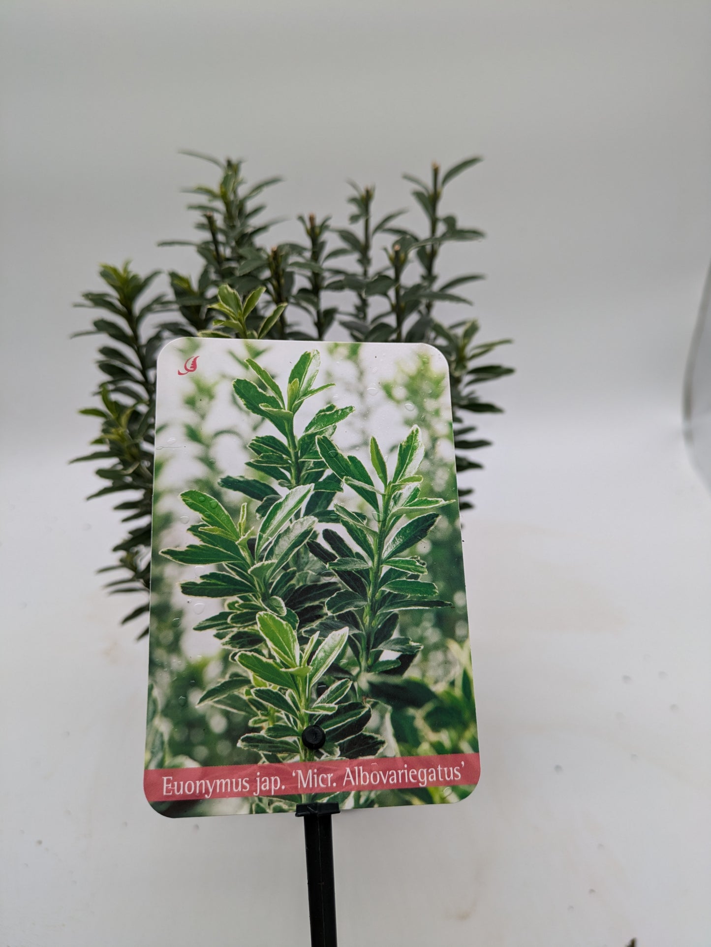 Euonymus Japonicus Albovariegatus | 2 L Pot