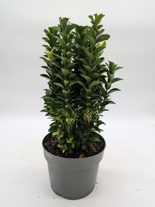 Euonymus Japonicus Paloma Blanca | 2 L Pot