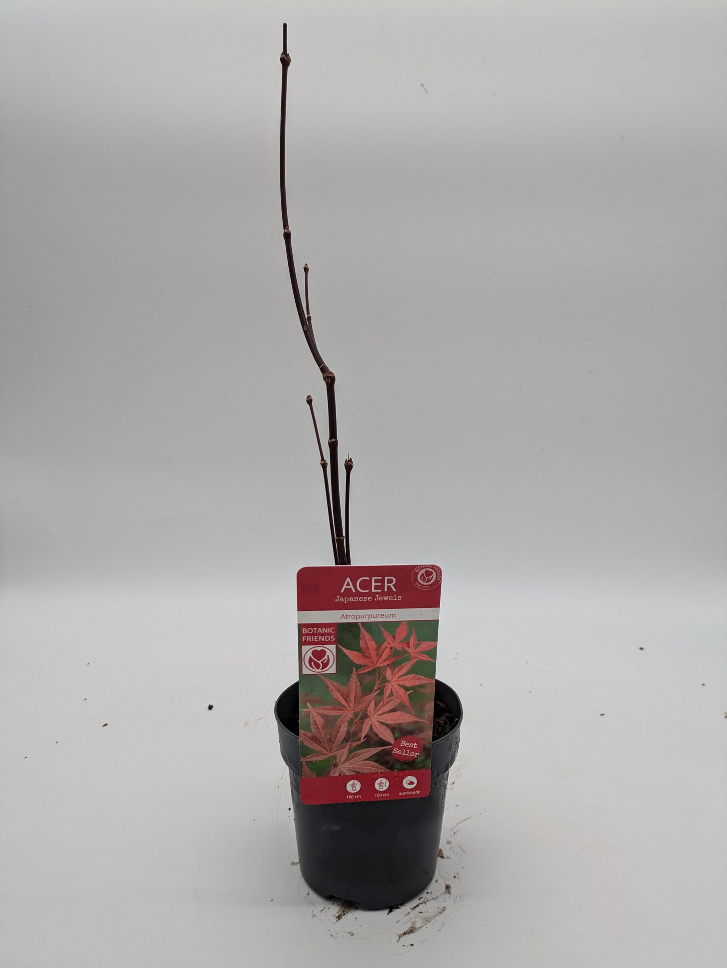 Acer Atropureum