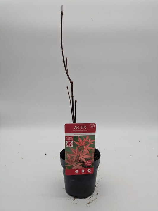 Acer Atropureum