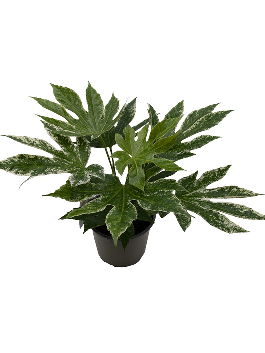 Fatsia Japonica Spider Web