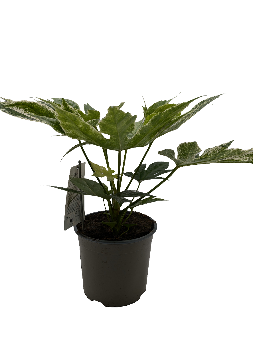 Fatsia Japonica Spider Web