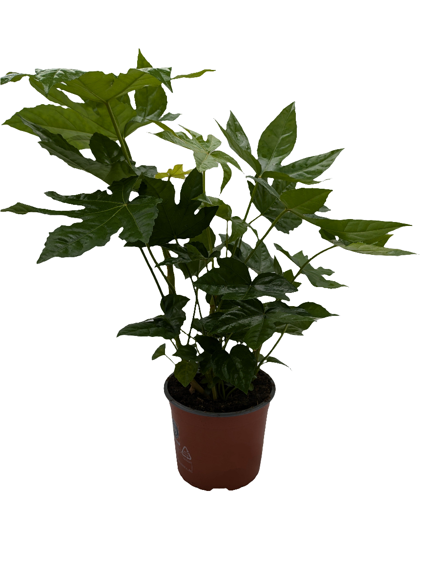 Fatsia Japonica