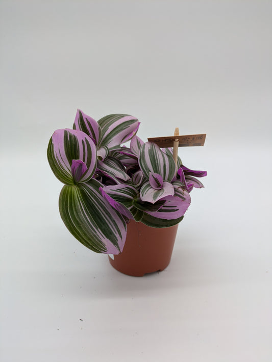 Tradescantia Nanouk | 12 cm pot