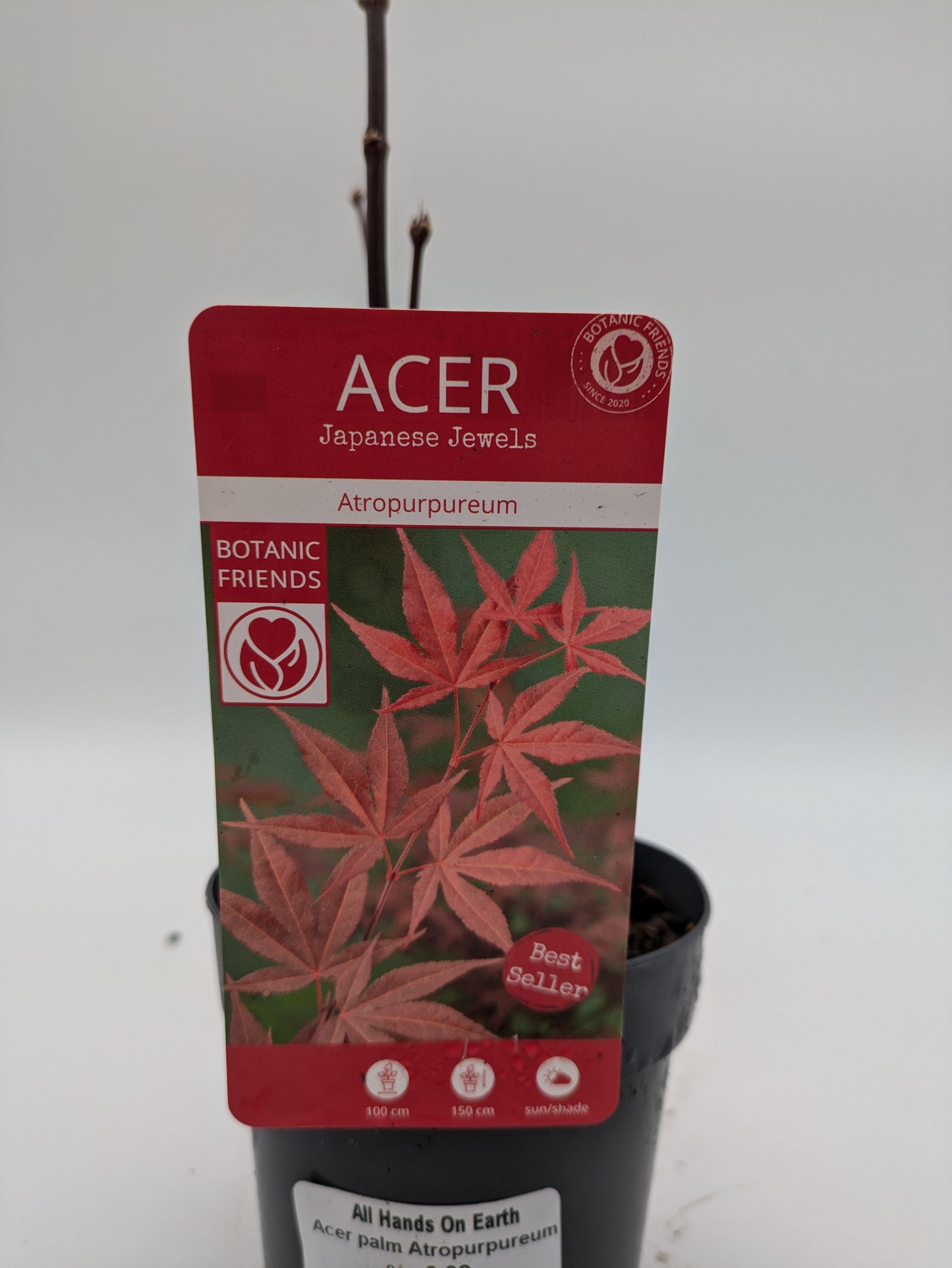 Acer Atropureum