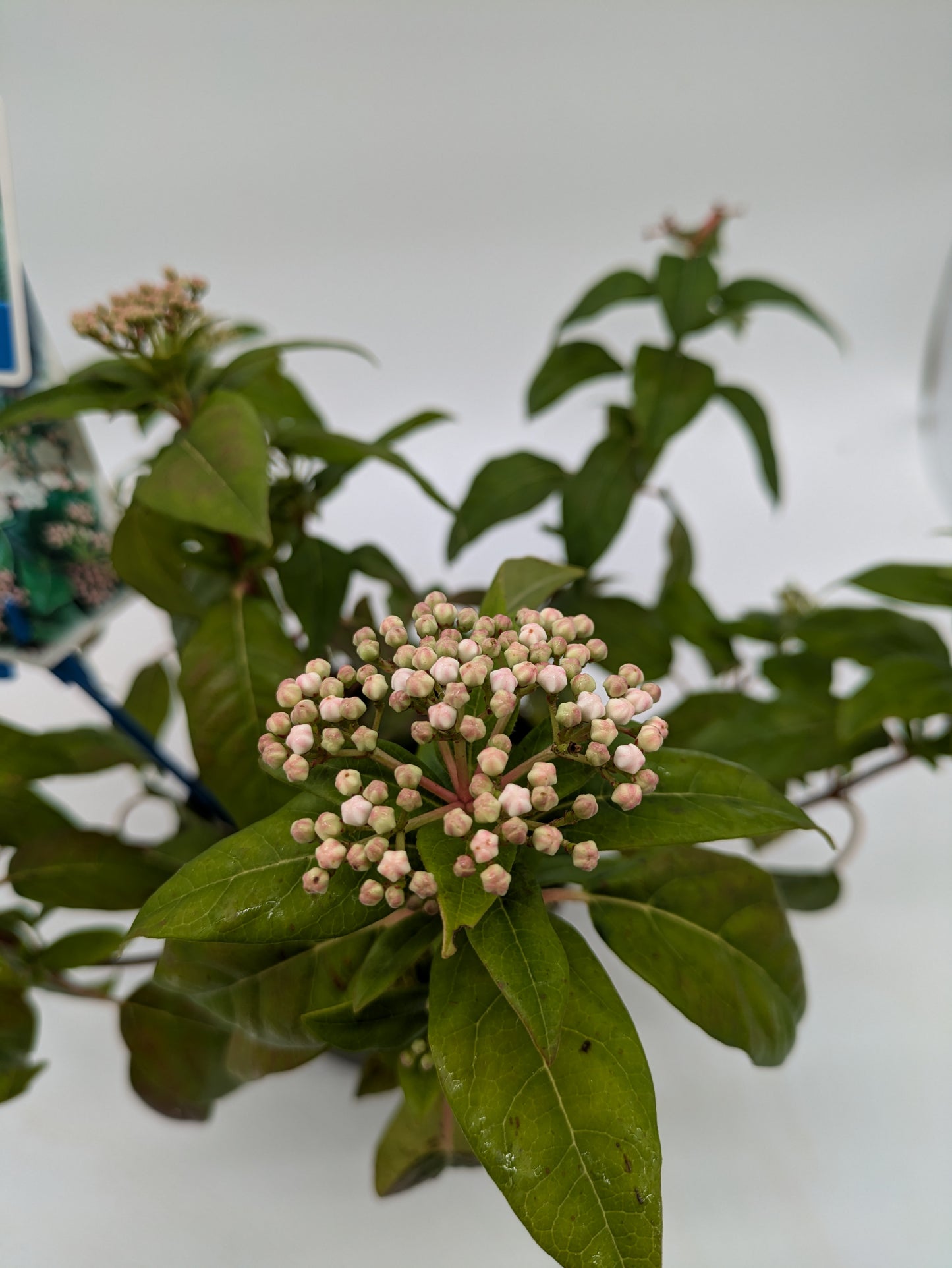 Viburnum Tinus | 2 L Pot