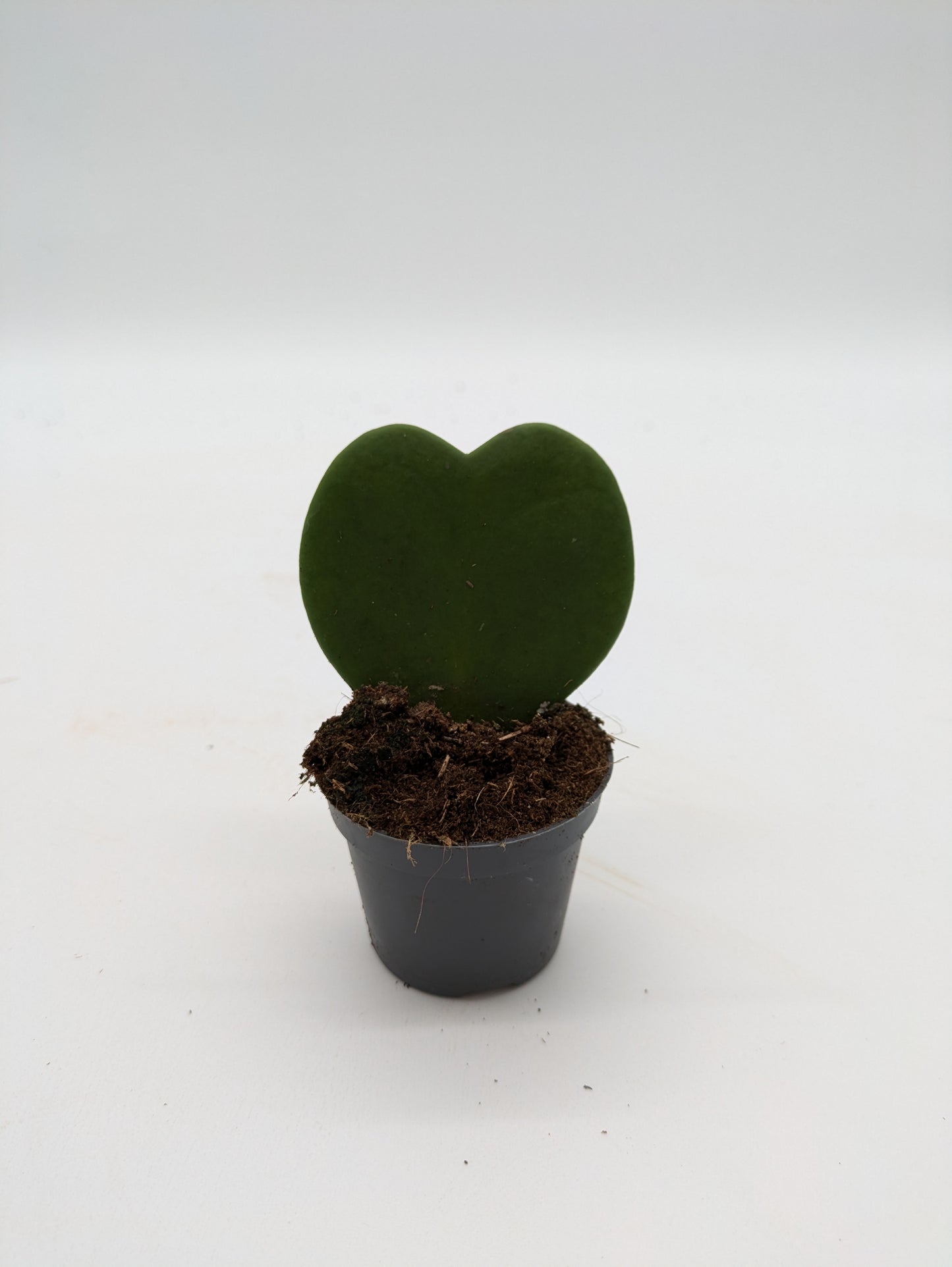 Hoya Kerrii Variety