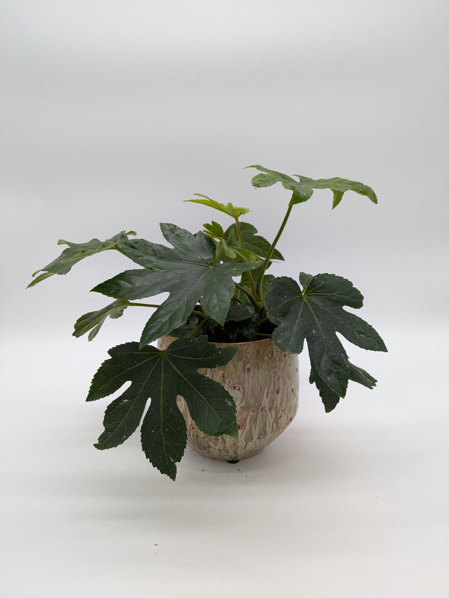 Fatsia Japonica