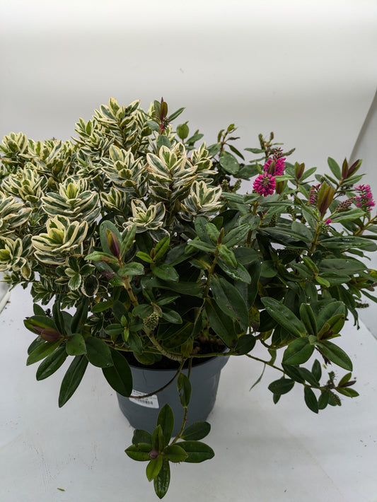 XXL Hebe Tricolour | 5 L
