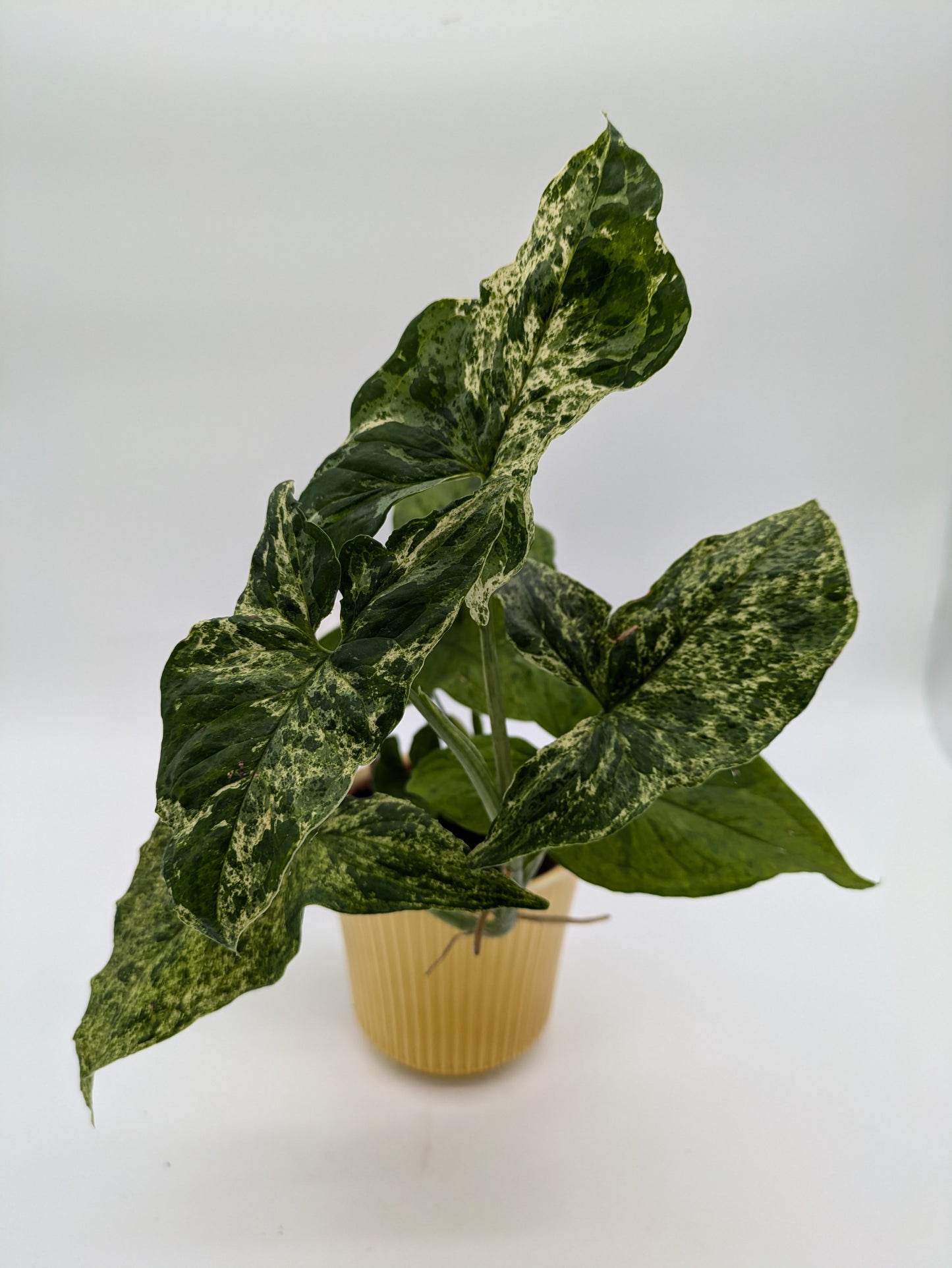 Syngonium Mottled
