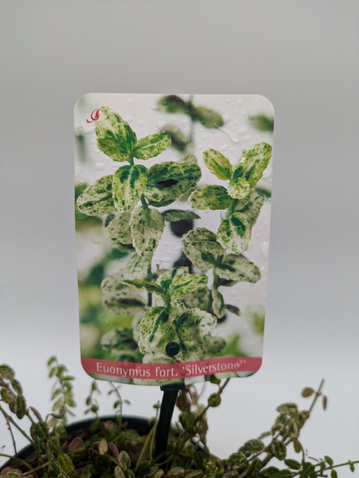 Euonymus Fort Silver Stone 2 L Pot