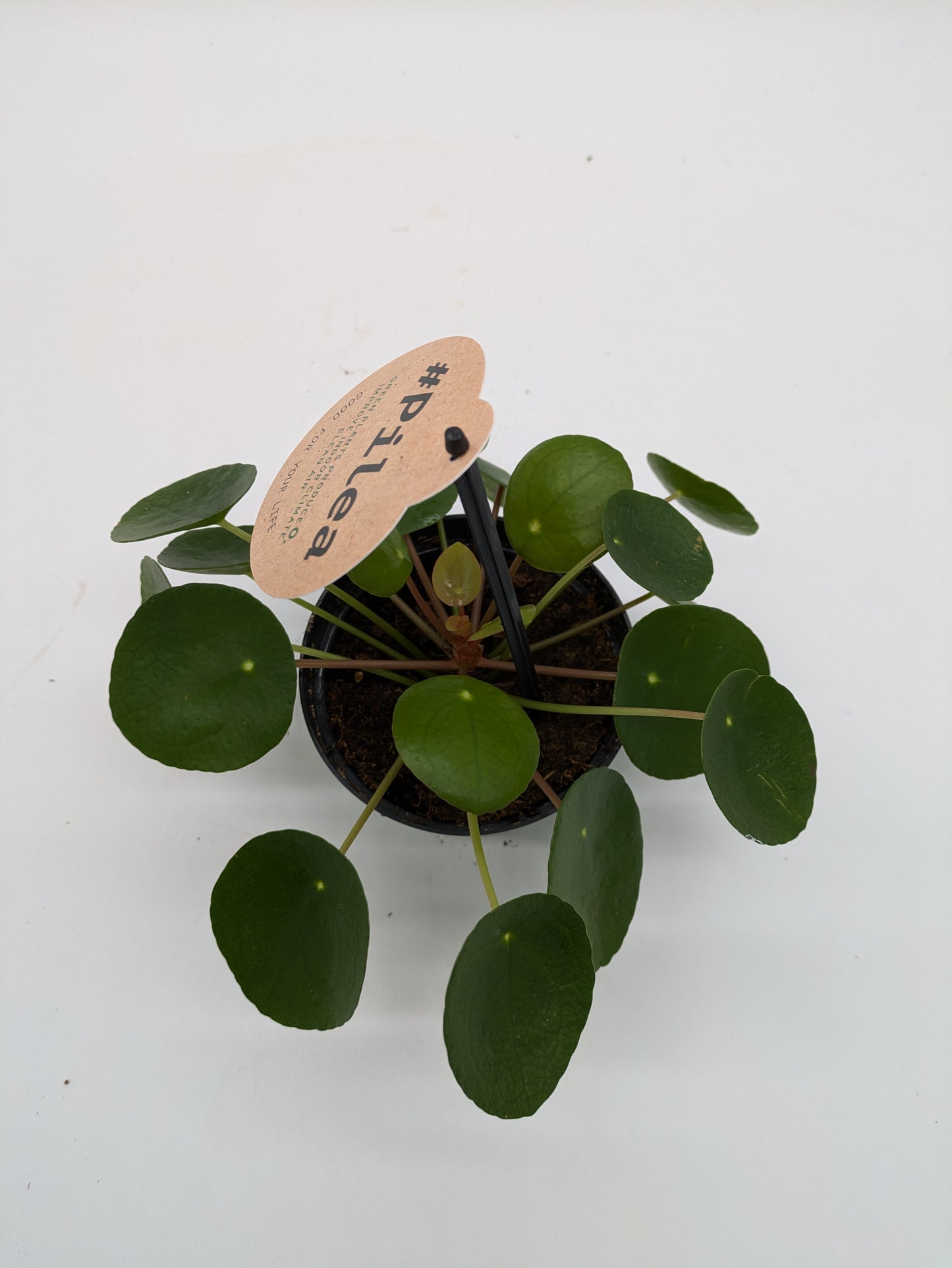 Pilea Peperomioides