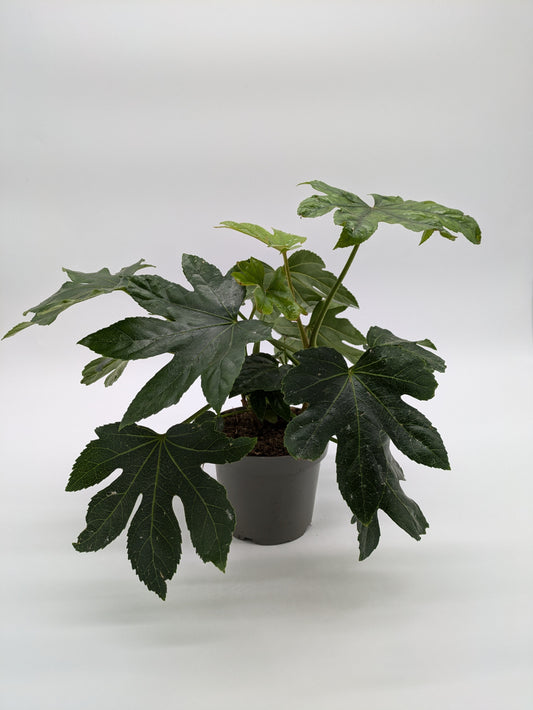 Fatsia Japonica