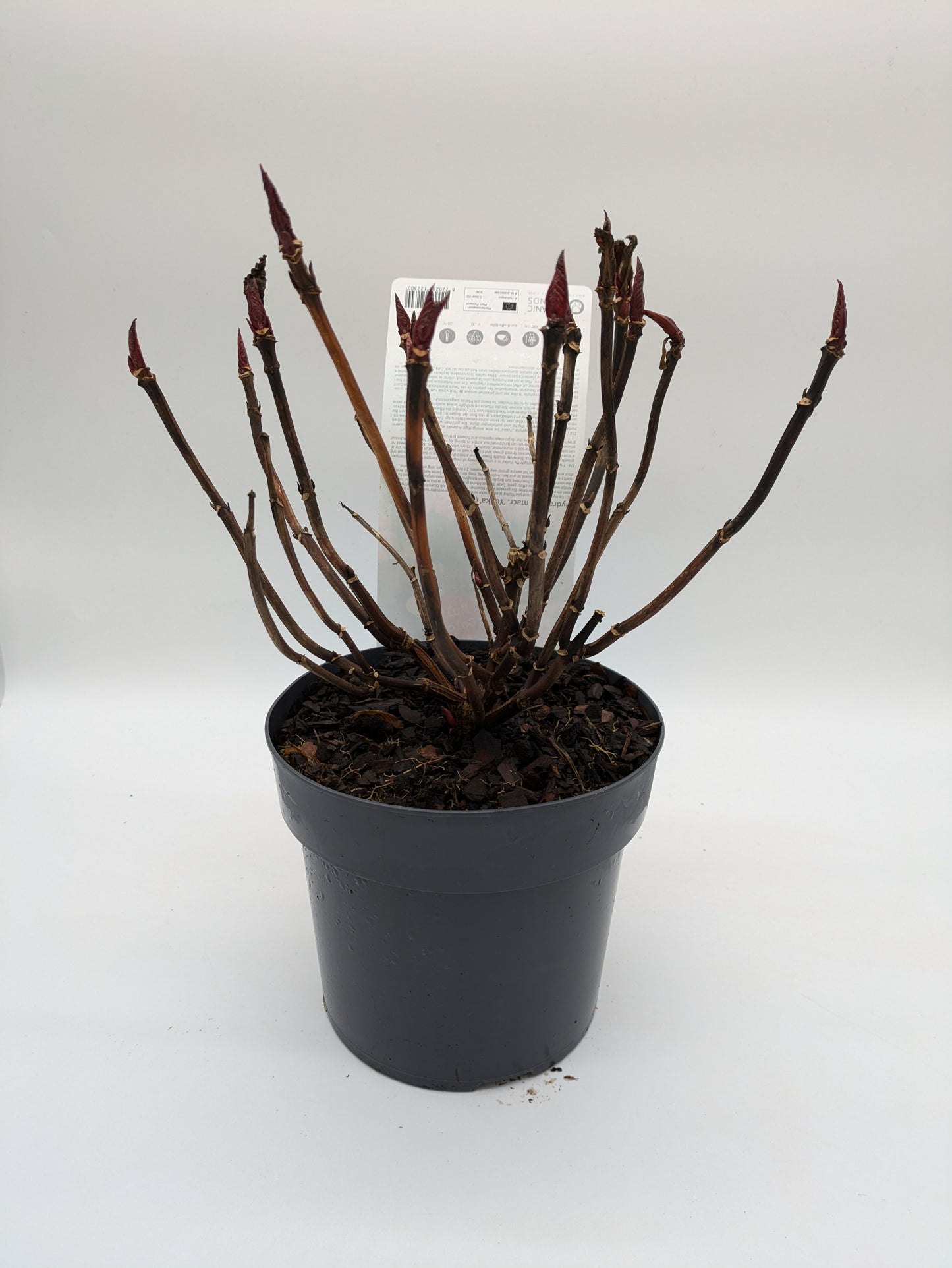 3 L Hydrangea Yulika
