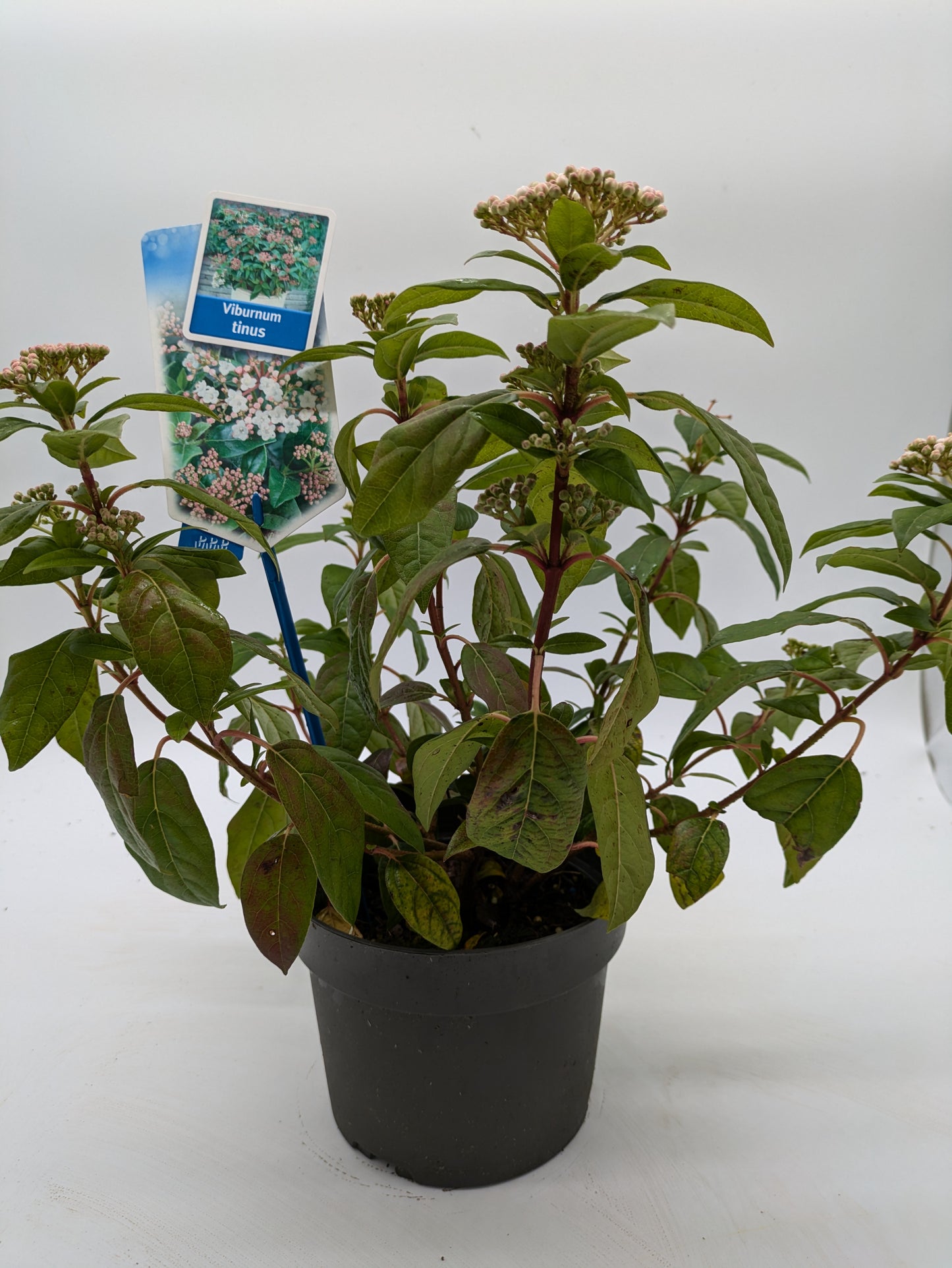 Viburnum Tinus | 2 L Pot
