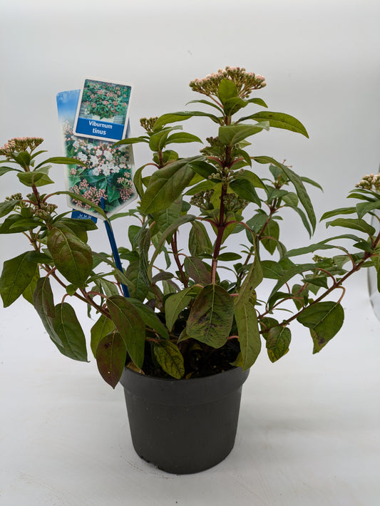 Viburnum Tinus | 2 L Pot