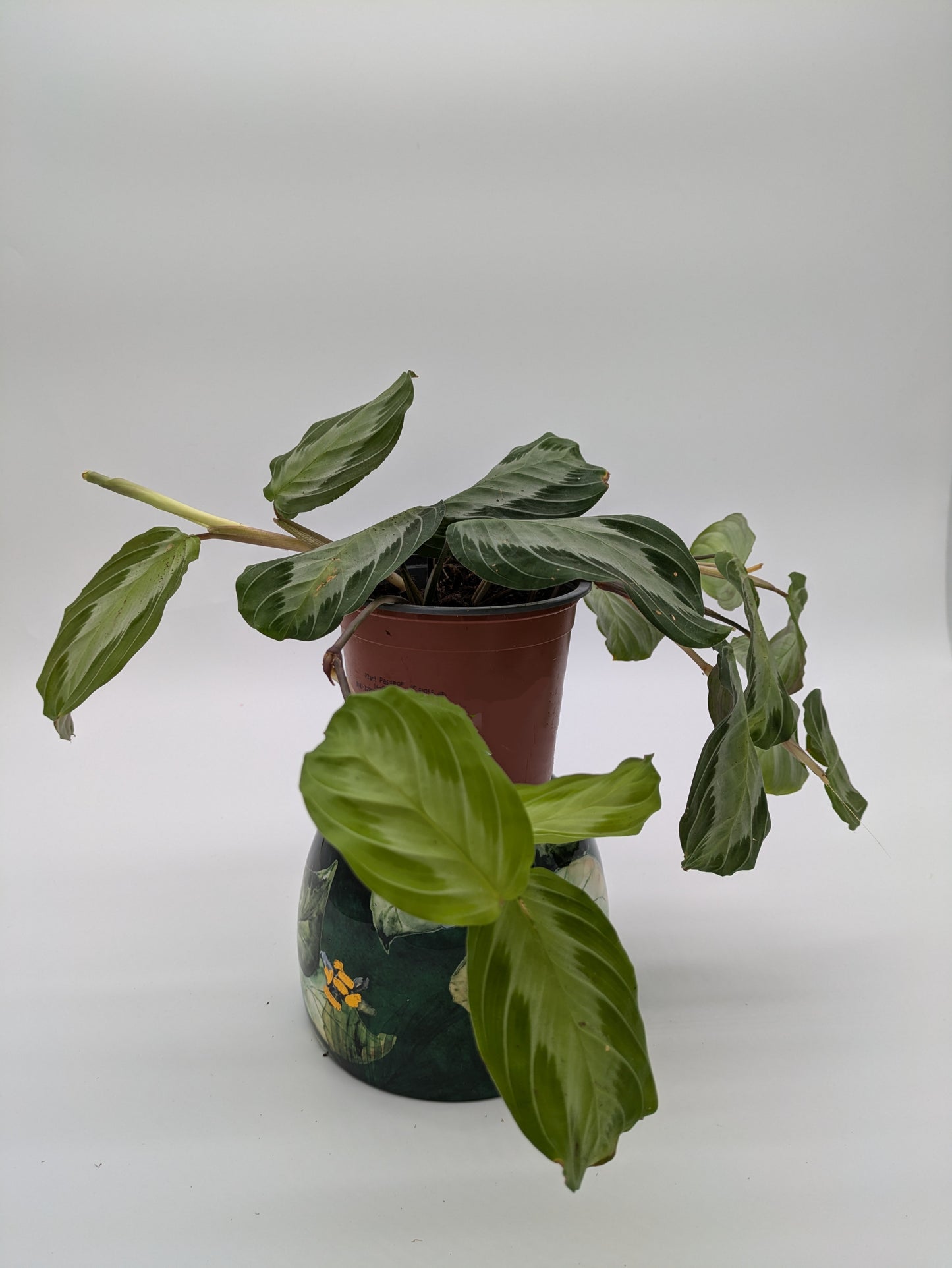 Maranta Silver Band