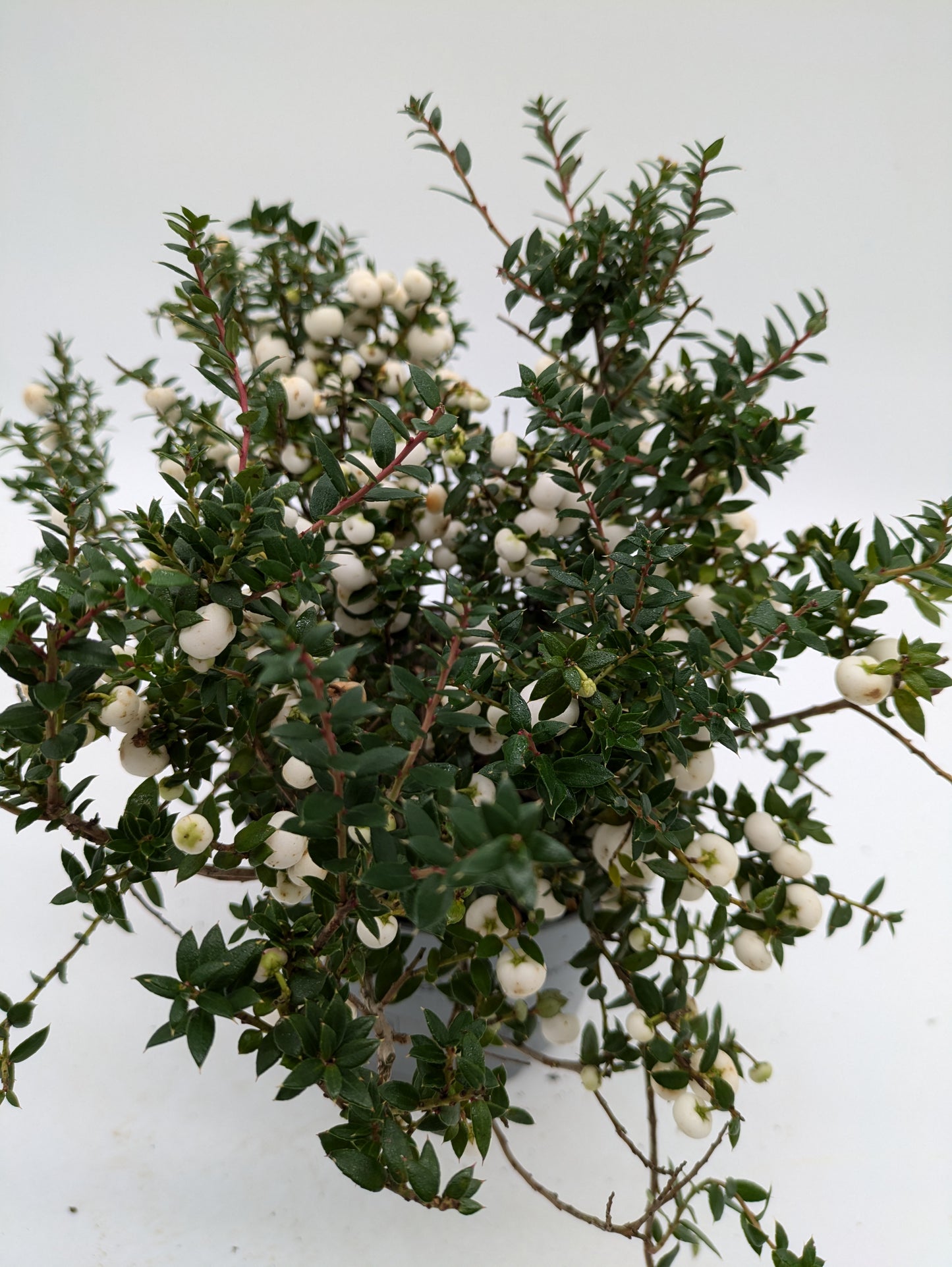 Gaultheria White Winterberry | 3 L Pot