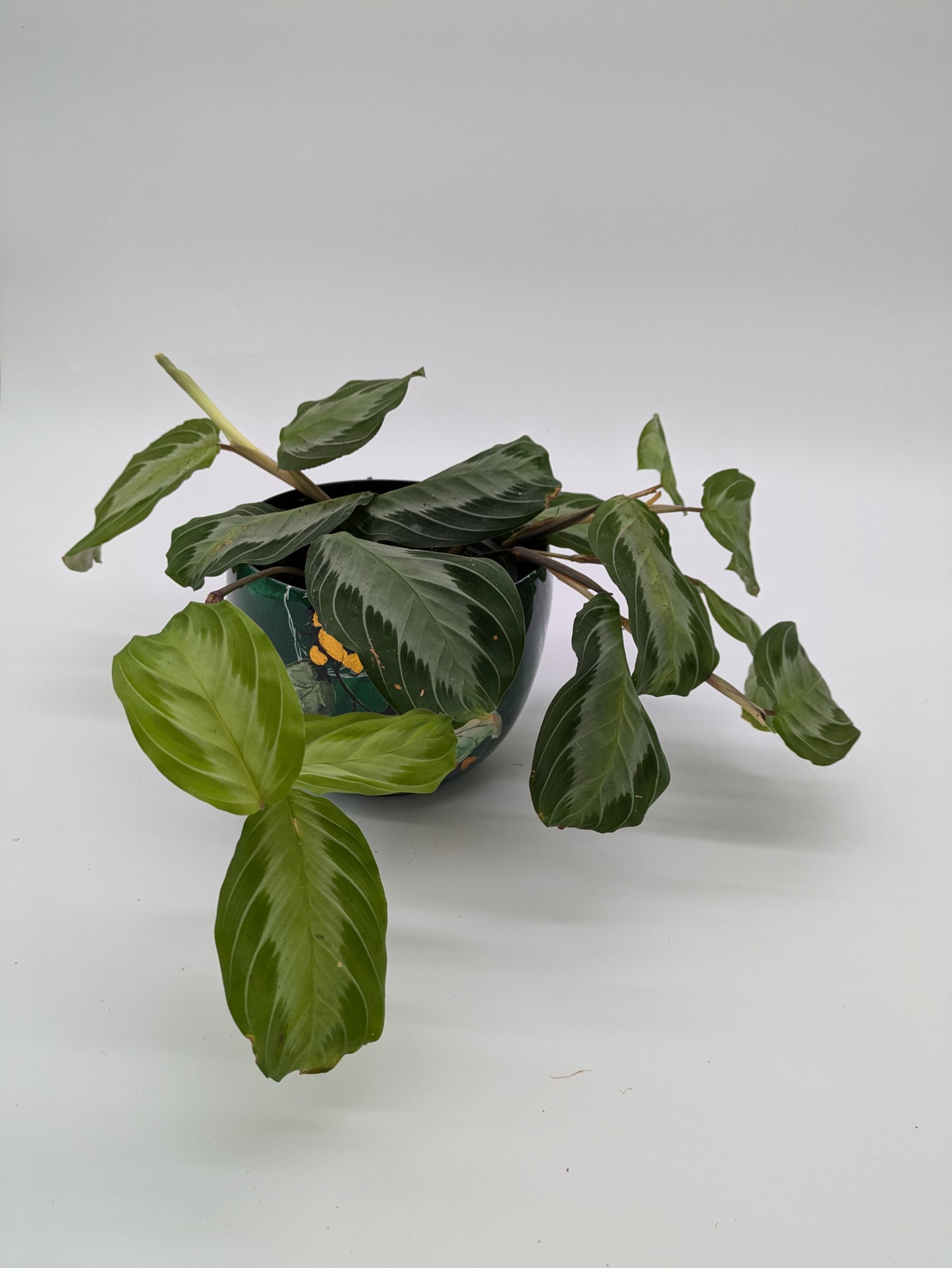 Maranta Silver Band