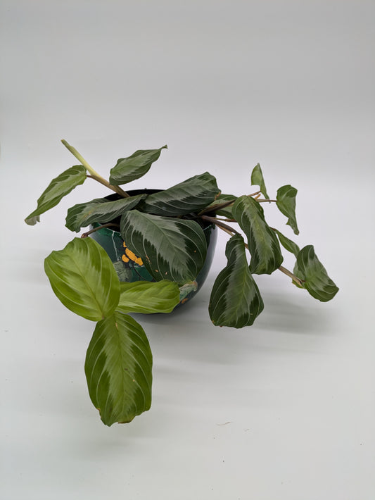 Maranta Silver Band