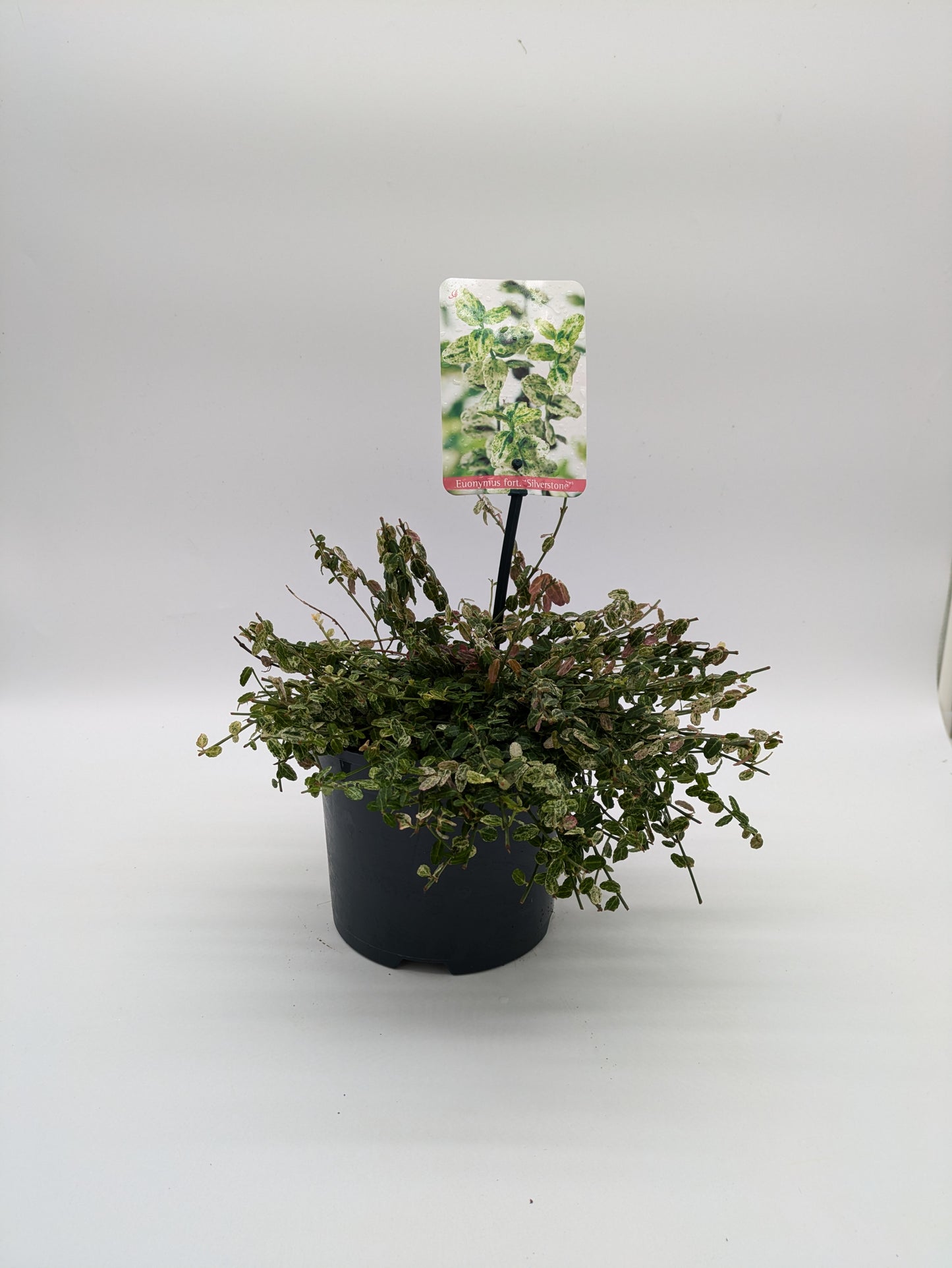 Euonymus Fort Silver Stone 2 L Pot