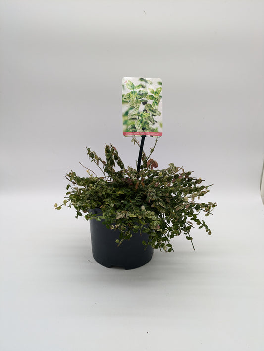 Euonymus Fort Silver Stone 2 L Pot