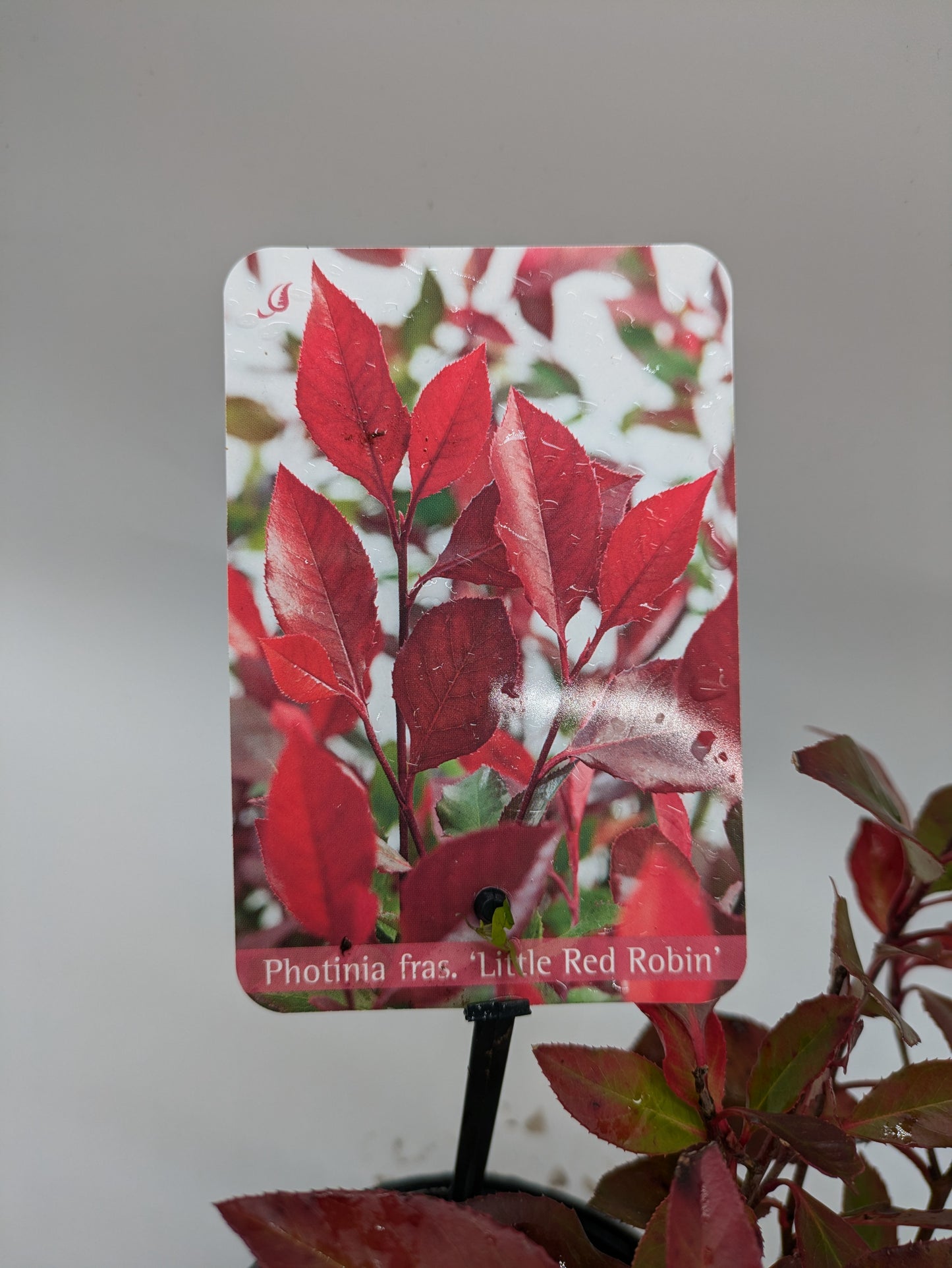 2 L Photinia Little Red Robin
