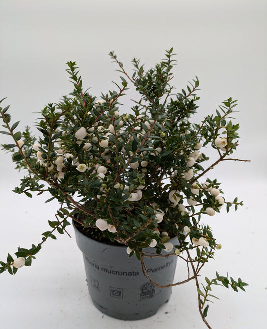 Gaultheria White Winterberry | 3 L Pot