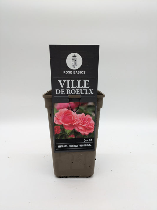 Floribunda Roses