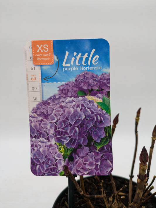 Dwarf Hydrangea "Little Hortensia" | 2 L Pot