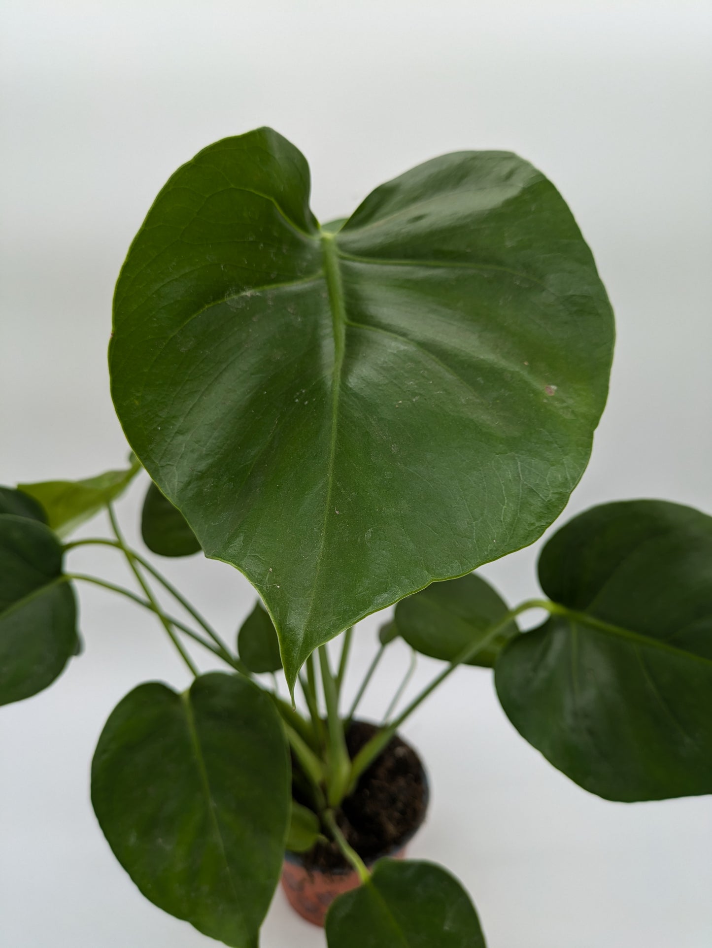 Monstera Deliciosa