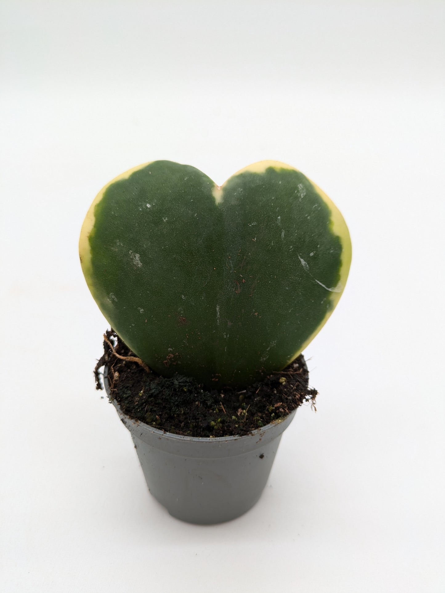 Hoya Kerrii Variety