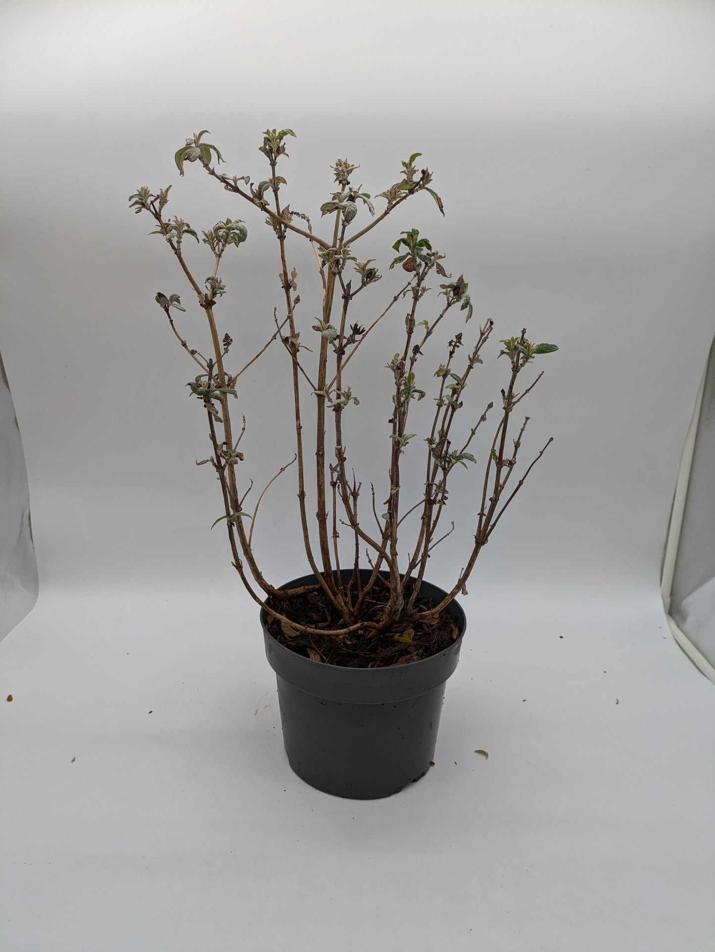 3 L Buddleia