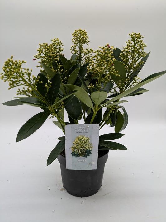 Skimmia Golden Globe | 2 L Pot