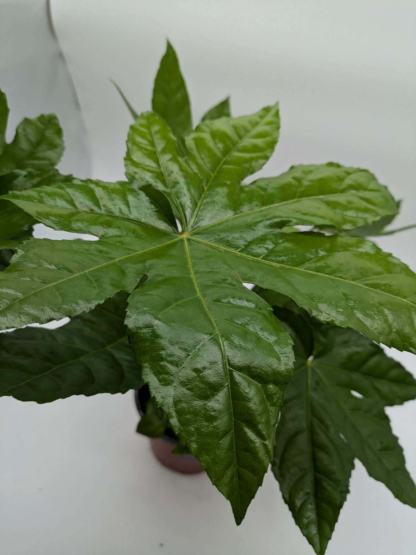 Fatsia Japonica