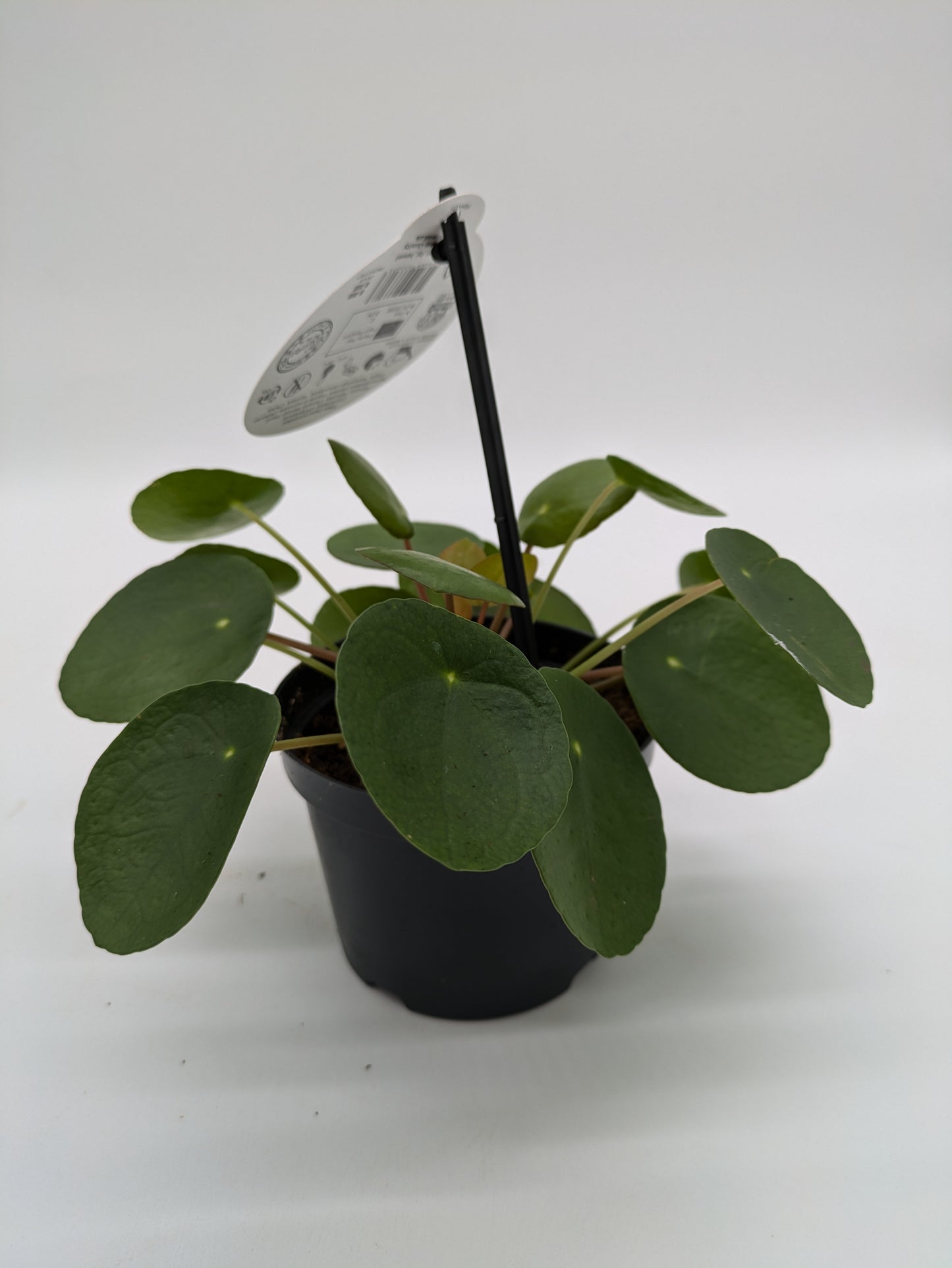 Pilea Peperomioides