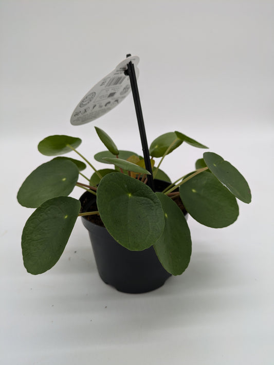 Pilea Peperomioides