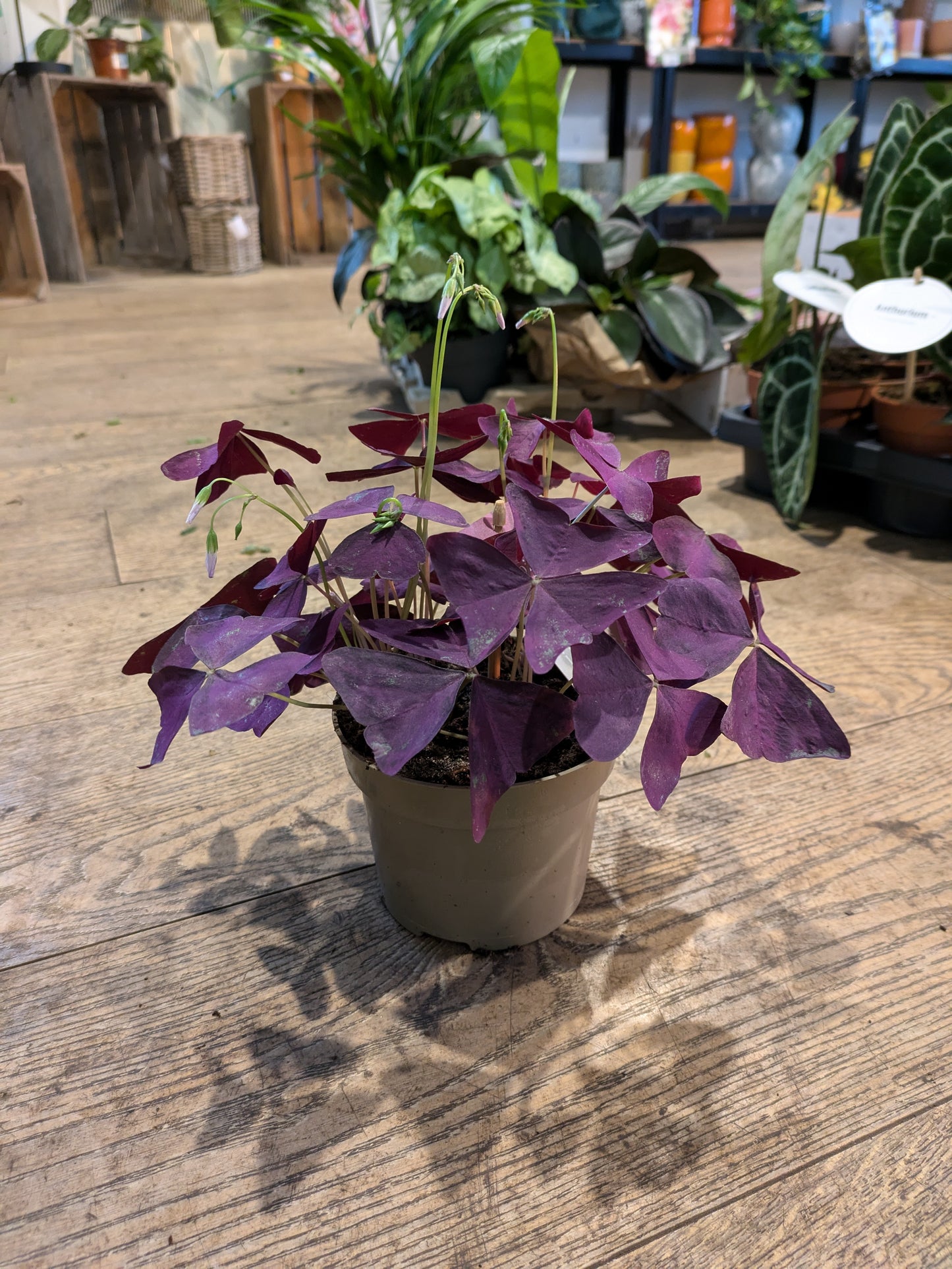 Oxalis Triangularis