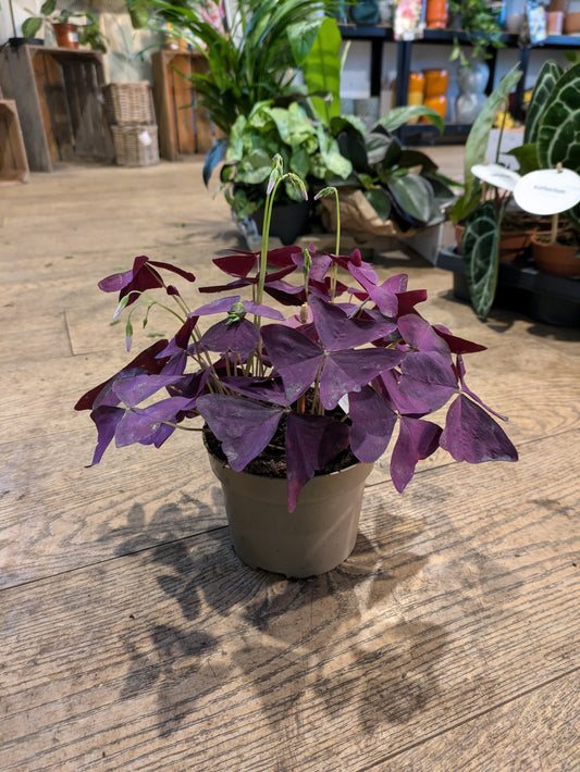 Oxalis Triangularis