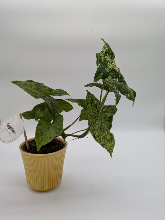Syngonium Mottled