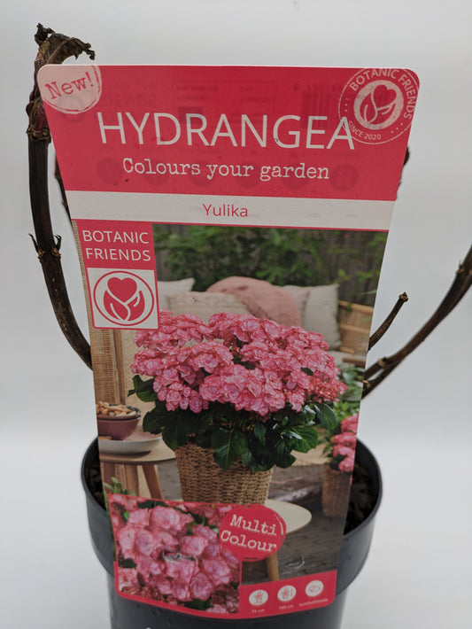 3 L Hydrangea Yulika