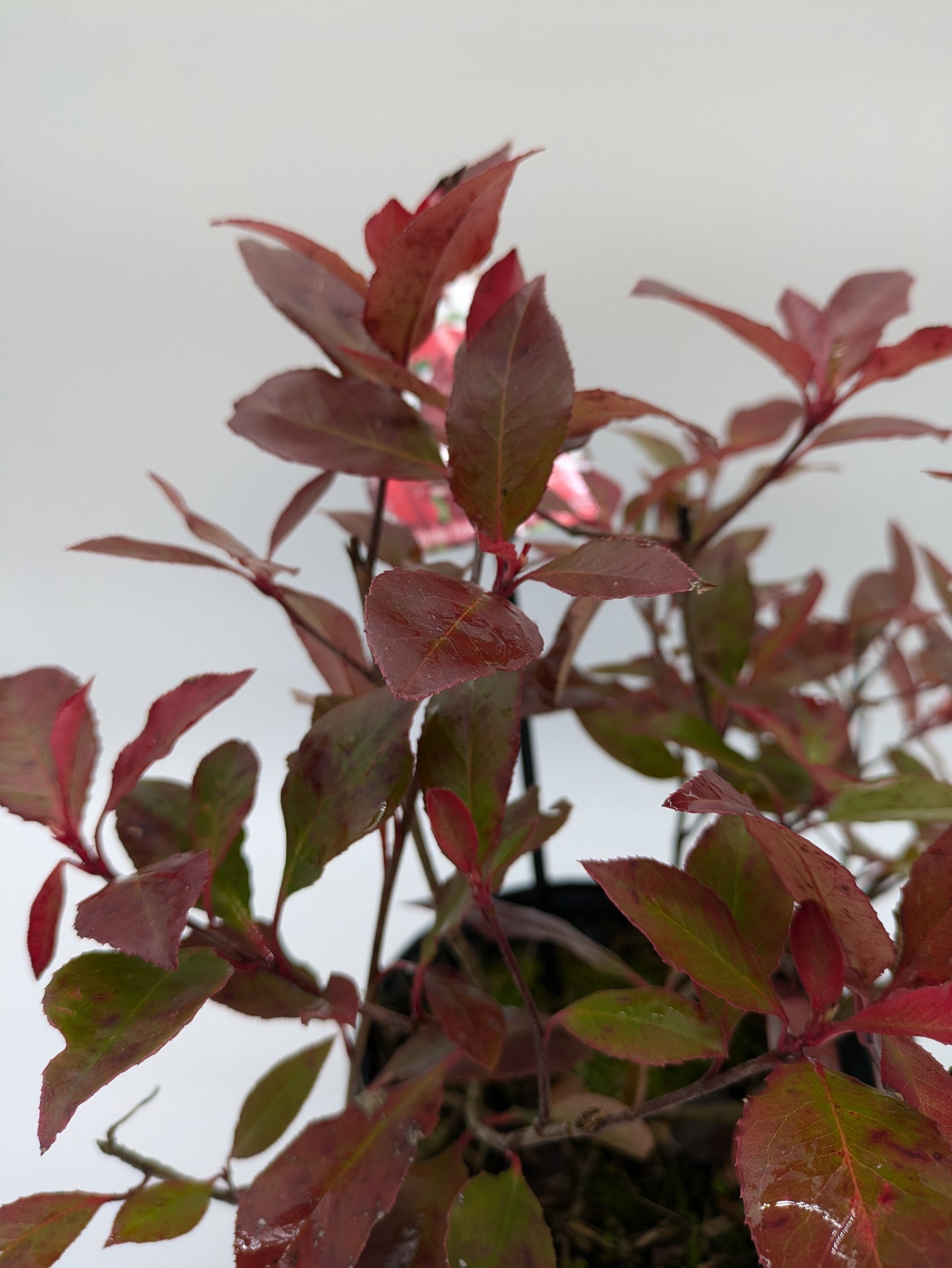 2 L Photinia Little Red Robin